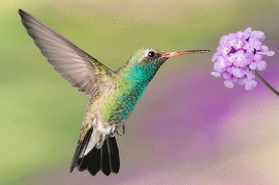 ColibrÃ­ con flor 2