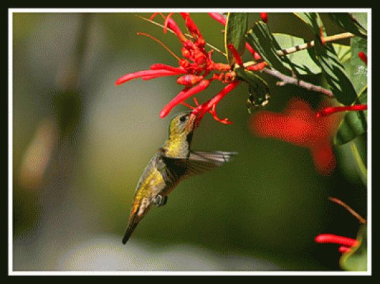 ColibrÃ­ con flor 3