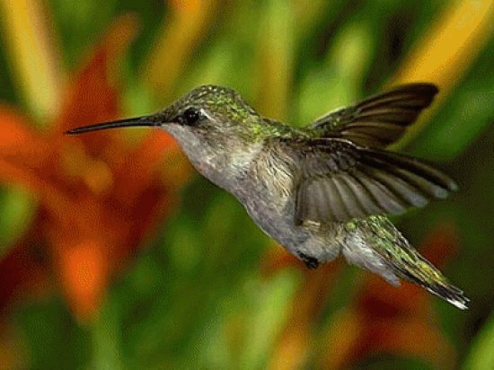 ColibrÃ­ con flor 6