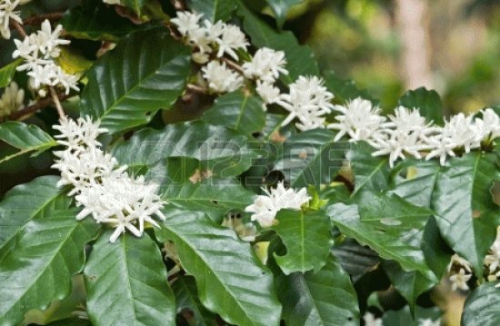 fleurs de cafÃ©ier