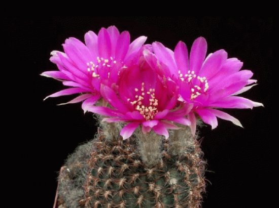 fleur de cactus