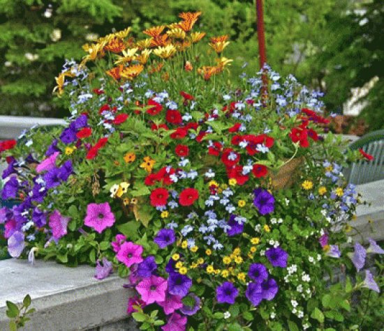 Flores do campo no Jarro