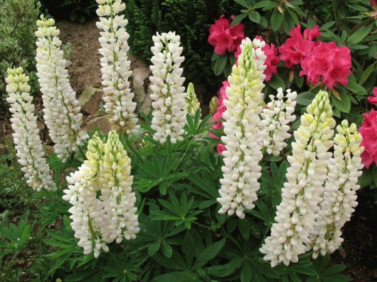 lupins