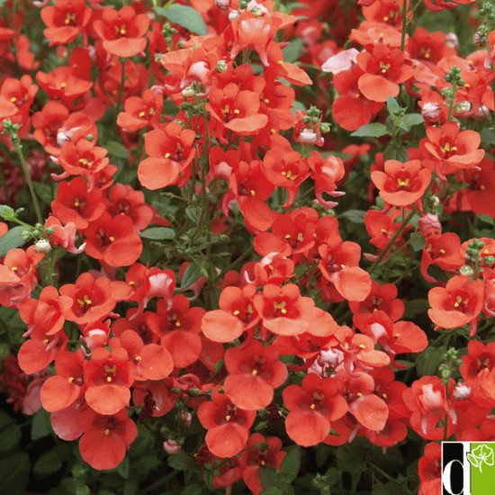 diascia