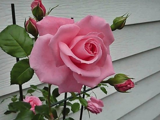 Beautiful Rose