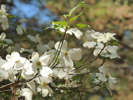 Dogwood