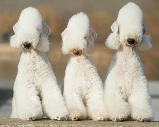 Bedlington Terrier