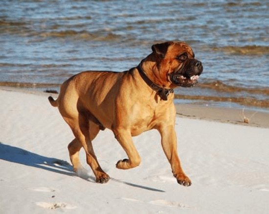 Bullmastiff