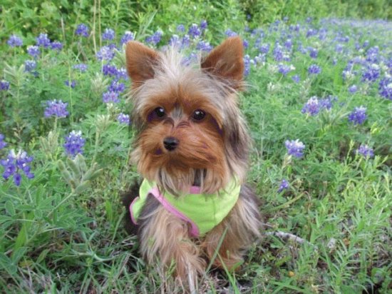 Yorkshire Terrier