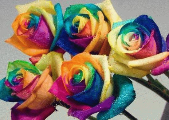 rosas arco iris