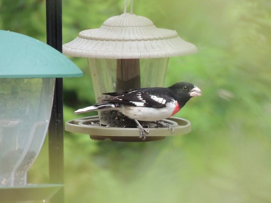 Rose Breasted Grosbeak