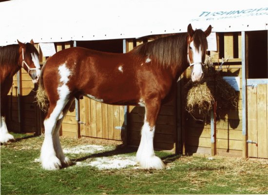 Clydesdale Horse