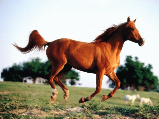 Horse