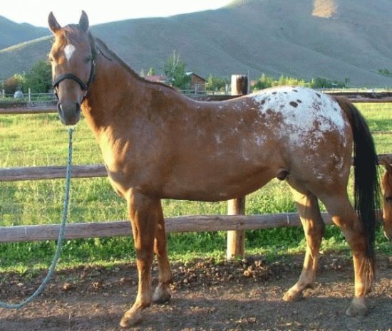 Appaloosa Horse