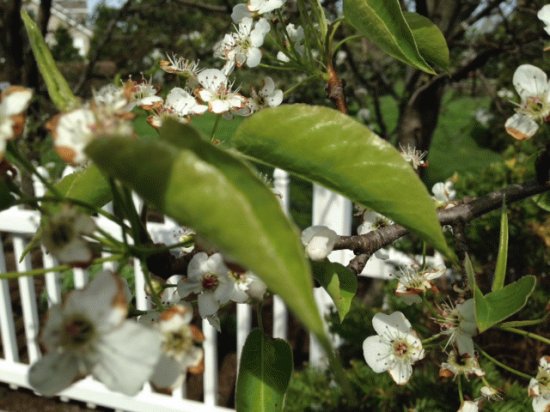 Pear Tree Blooming 5/3/14