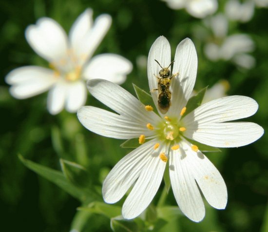 fleur des champs