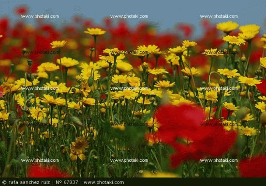 flores de primavera