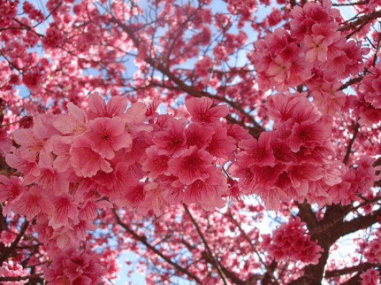 cerejeiras-lindas-flores