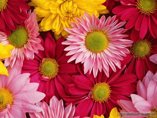 Color- Daisy- Flowers