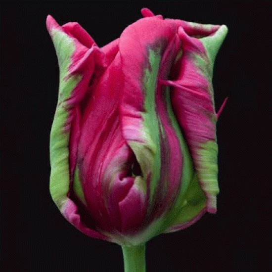 Parrot Tulip