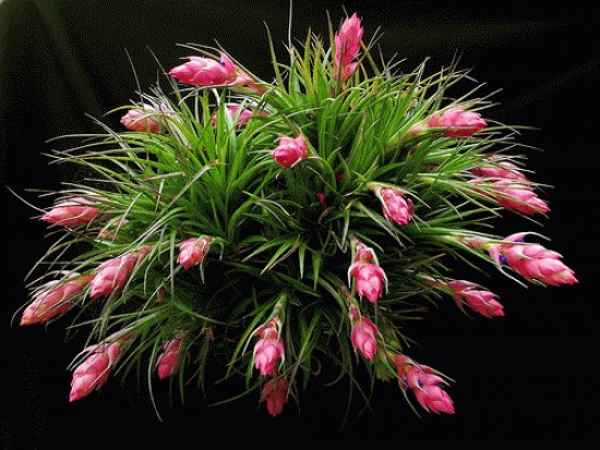 Tillandsia stricta