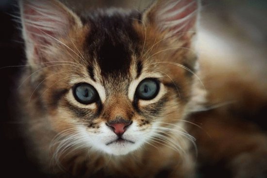 animaux: chaton