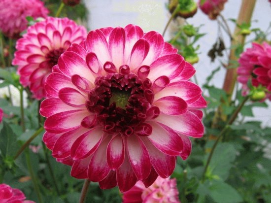 Dahlia Tip Top