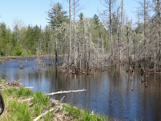 Swamp in the sunshine