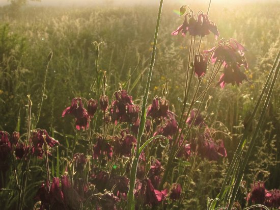 Wildflowers at dawn