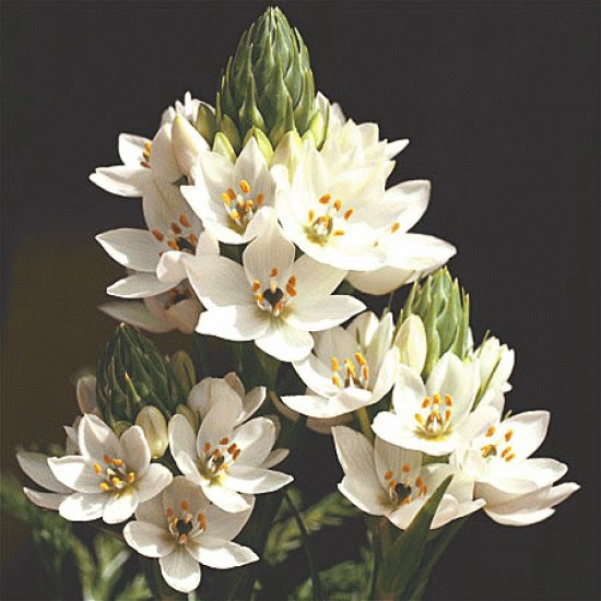 fleurs: ornithogalum