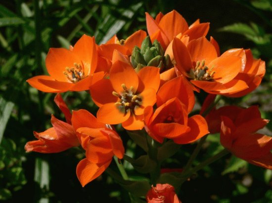 fleurs: ornithogalum