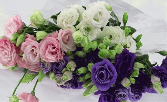 fleurs: Lisianthus