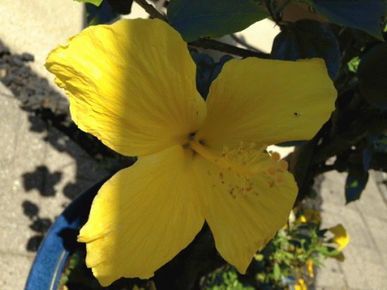 Yellow Flower