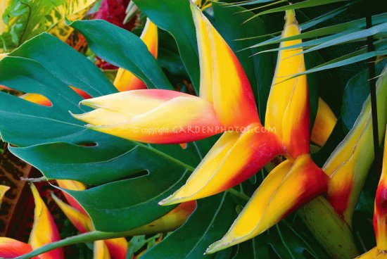 fleurs:Heliconia