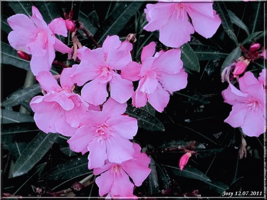 fleurs: laurier rose