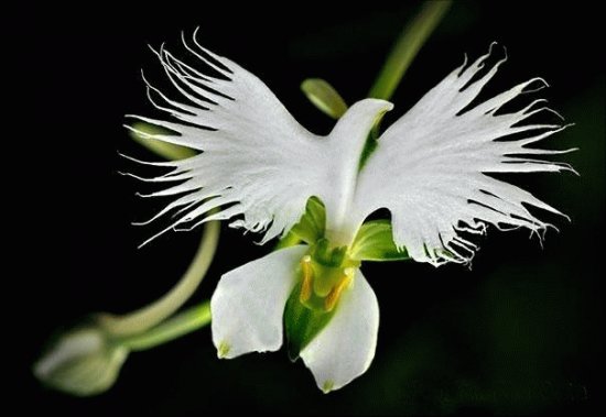 OrquÃ­dea