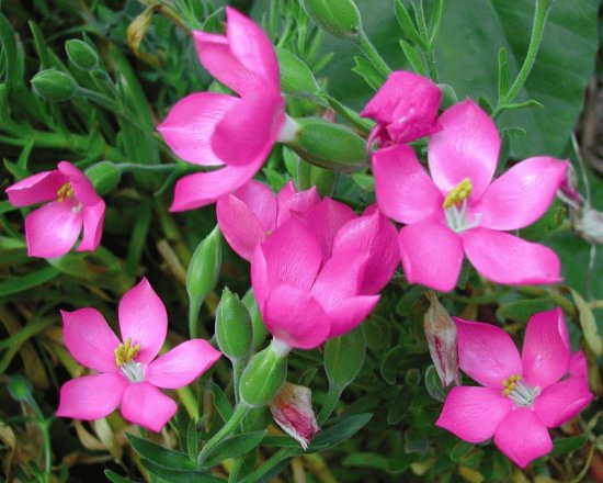 fleurs: orphium