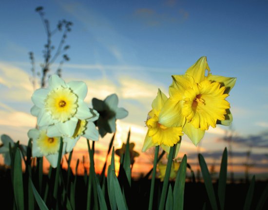 Sunset Daffs