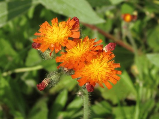 Orange flowers