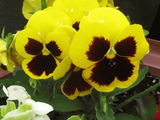 Yellow pansies