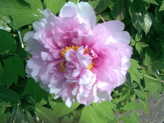 peonia