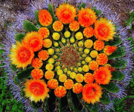 fleurs de cactus