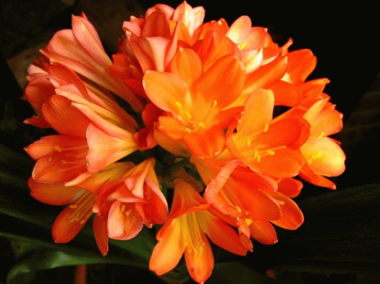 Clivia