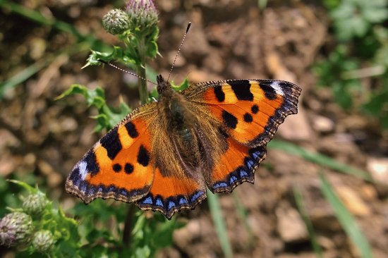 Small Tortoiseshell