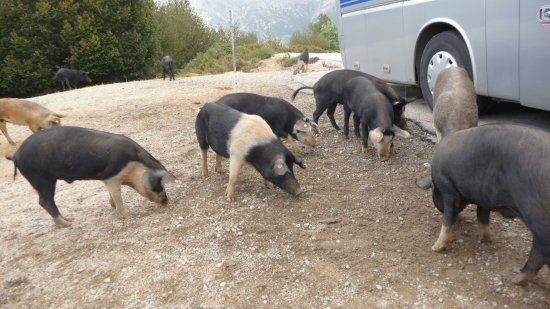 cochons en libertÃ©