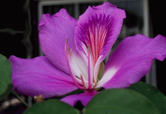 bauhinia