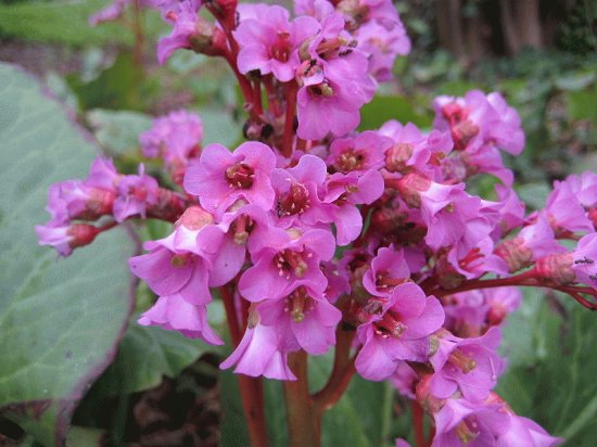 bergenia