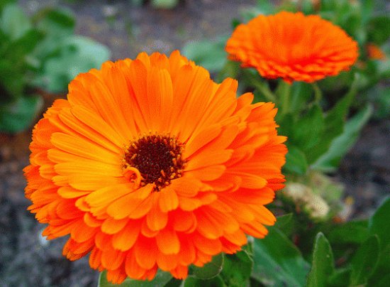 calendula