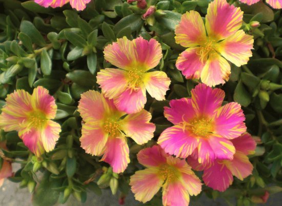 portulaca