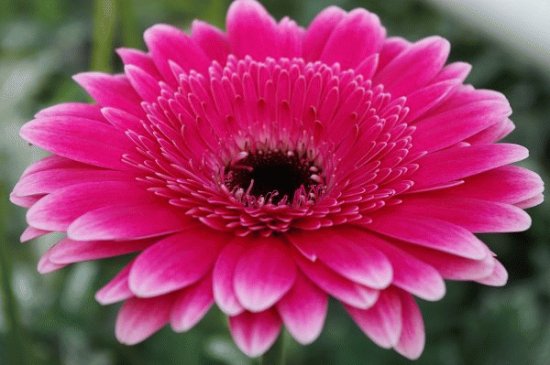 gerbera